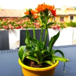 Seconda terrazza superiore esterna Jannuzzi House
