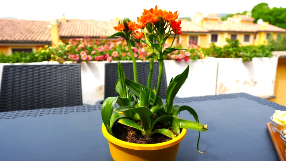 Seconda terrazza superiore esterna Jannuzzi House